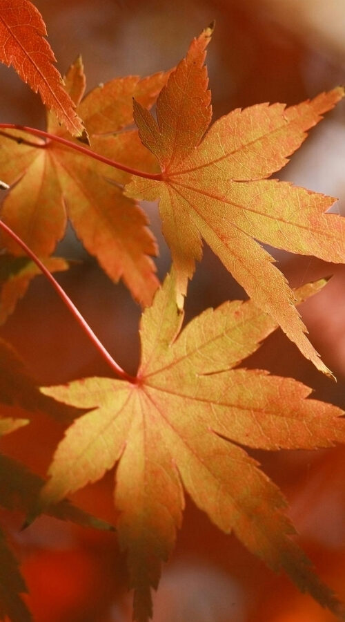 Fall Hours