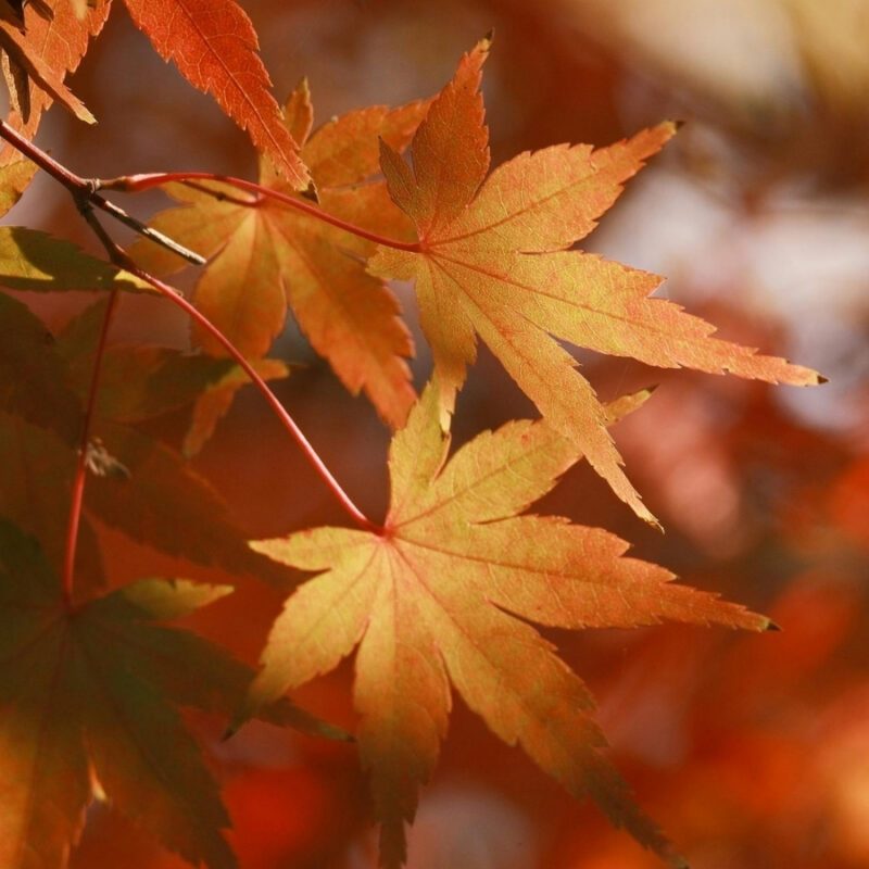 Fall Hours